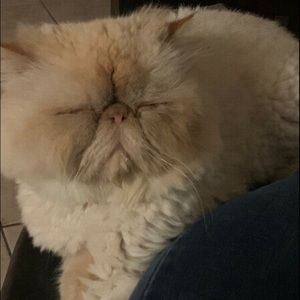 Meet your Posher, Leonie